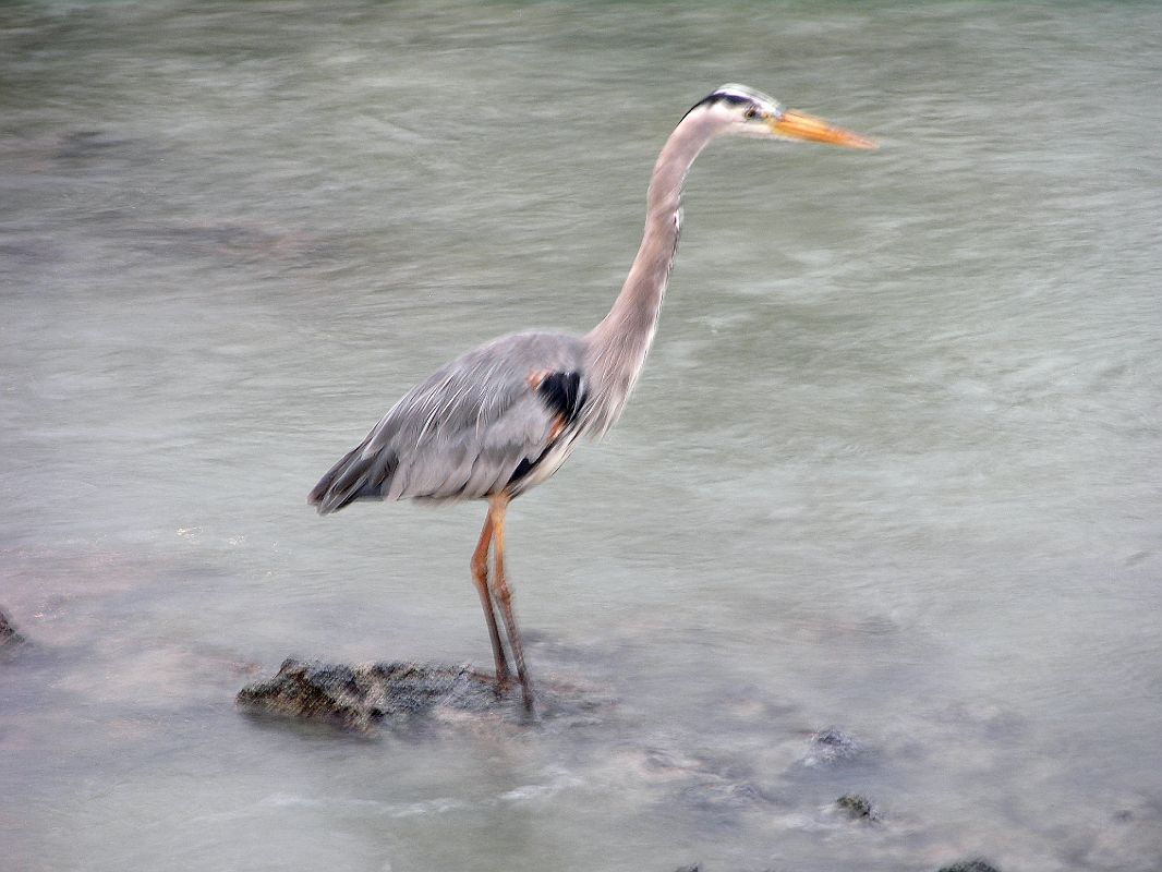 Galapagos 5-1-14 Puerto Ayora Great Blue Heron